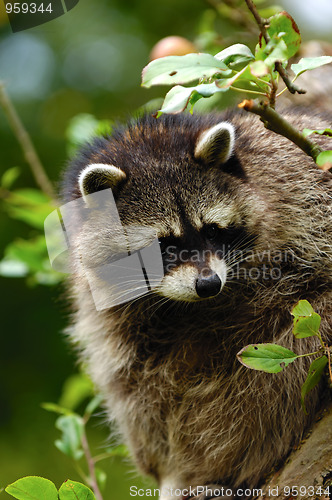 Image of Raccoon