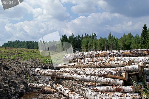 Image of Birch Logs at Forest Clear Cut