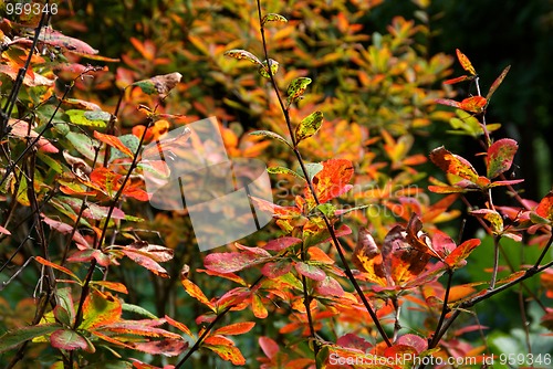 Image of Colorful Autumn Foliage