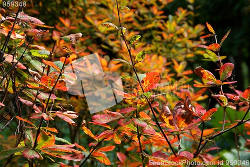 Image of Colorful Autumn Foliage