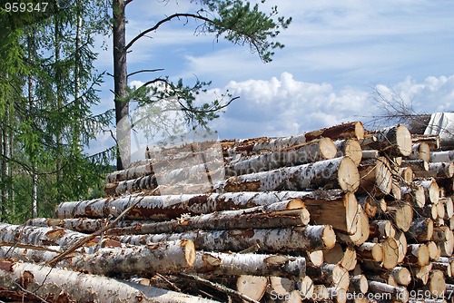 Image of Birch Wood Logs at the Edge of Forest