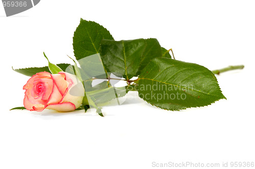Image of Rose
