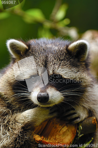 Image of Sad raccoon
