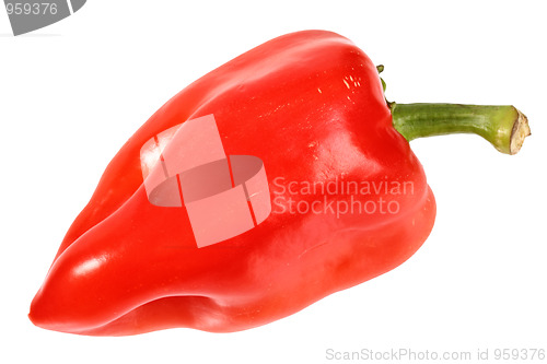 Image of Single red fresh pepper
