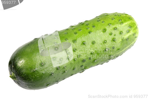 Image of Single green fresh cucumber