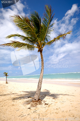 Image of Palm on beach