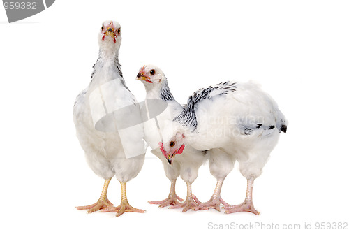 Image of Standing chickens