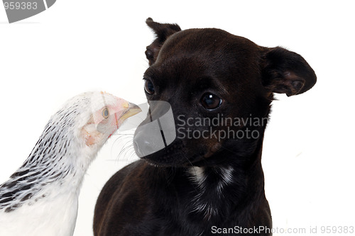 Image of Puppy dog and chicken