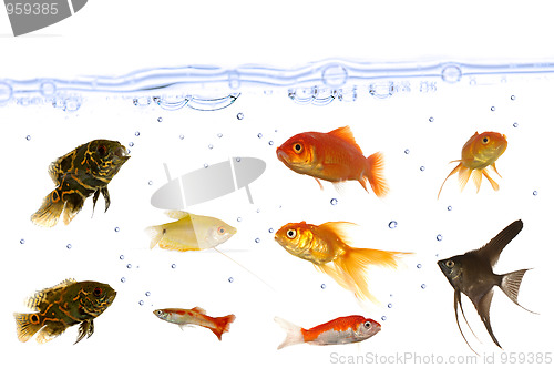 Image of Many aquarium fish