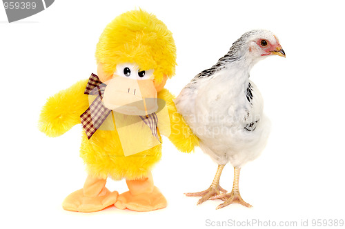 Image of Chicken and toy duck