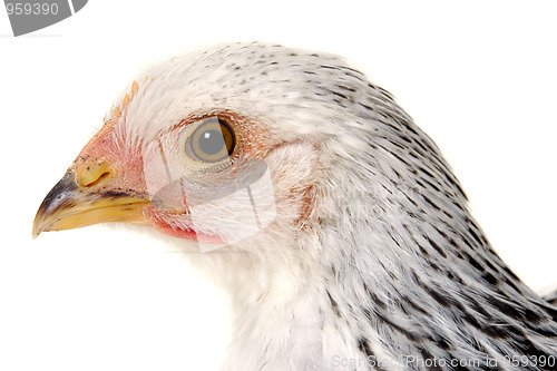 Image of chicken face