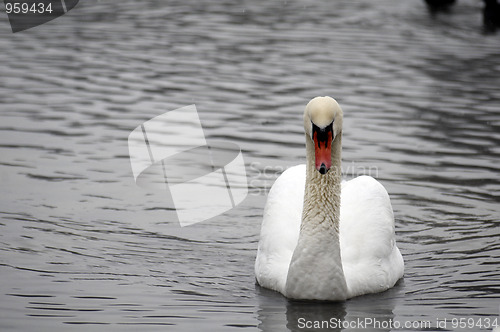 Image of Swan