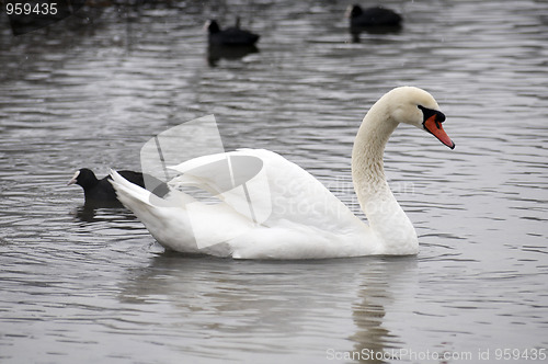 Image of Swan