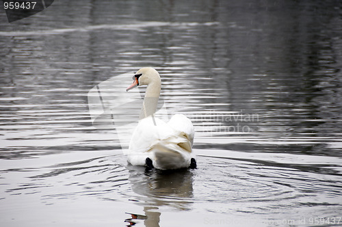 Image of Swan