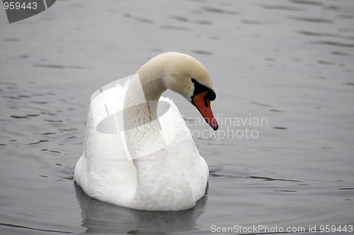 Image of Swan