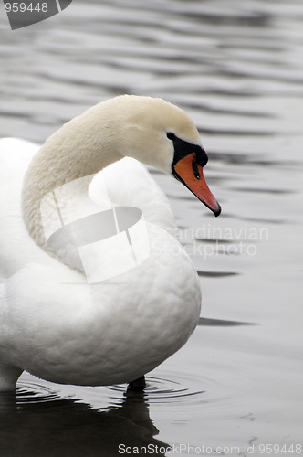 Image of Swan