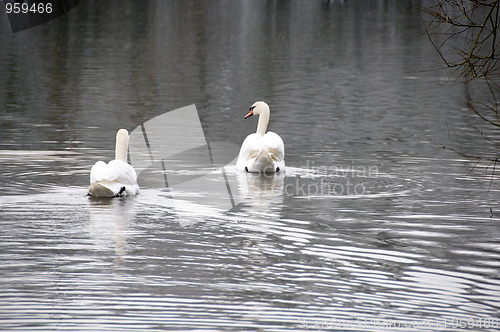 Image of Swan