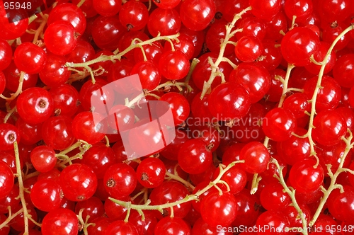 Image of Red Currants