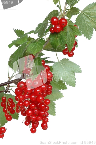 Image of Red Currants