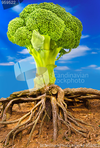 Image of broccoli tree