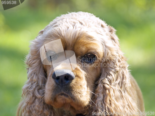 Image of Spaniel 