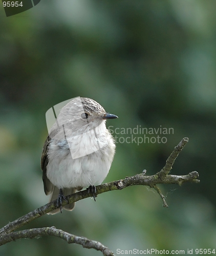 Image of Flycatcher