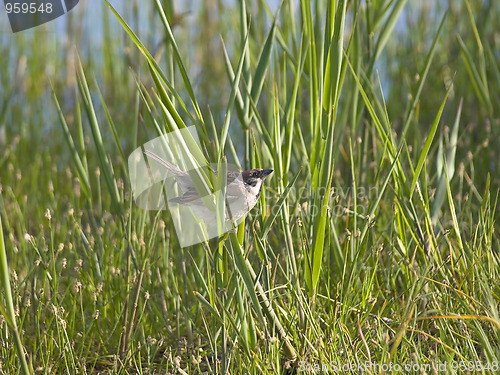 Image of sparrow in grass