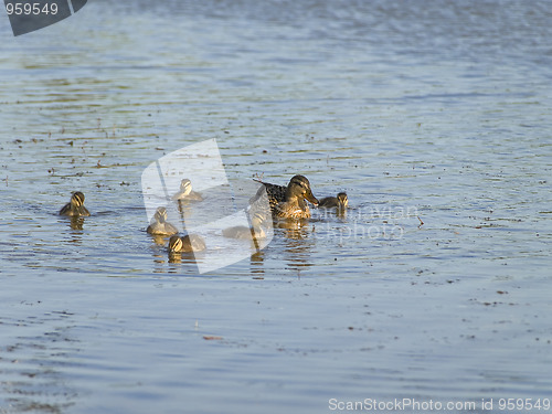 Image of duck family