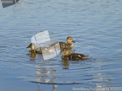 Image of ducklings