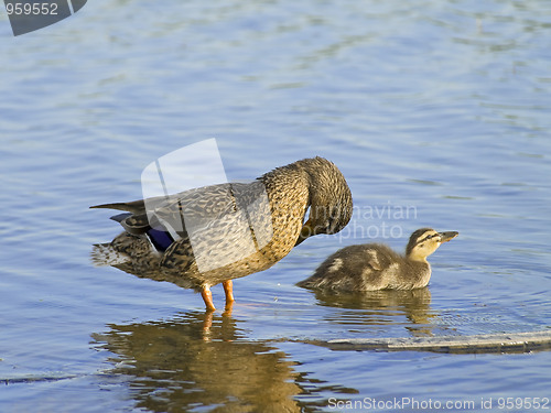 Image of duck and duckling 