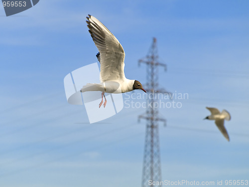 Image of Seagulls and electricity