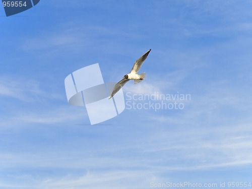 Image of Flying seagull