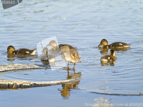 Image of Many ducklings