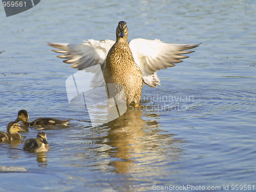 Image of Fly up duck near ducklings 