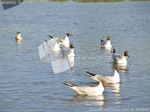 Image of seagulls at the water