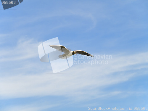 Image of Single flying seagull 