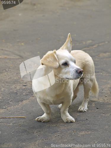 Image of mongrel dog