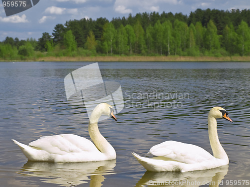 Image of Two swans