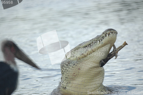 Image of Crocodile's lunch