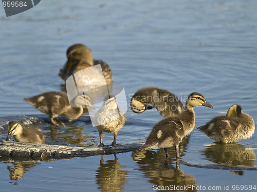 Image of duck and little ducklings 