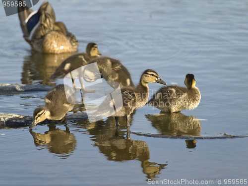 Image of Duck family 