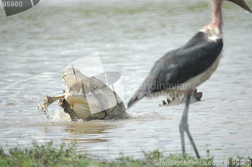 Image of Crocodile's lunch