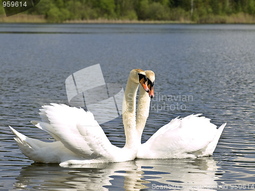 Image of Swan love