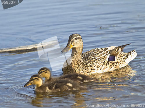 Image of Duck and two ducklings 