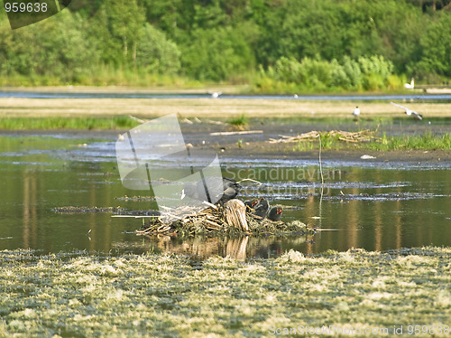 Image of Coot family 