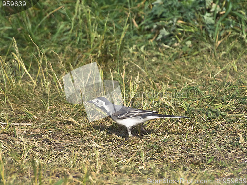 Image of wagtail