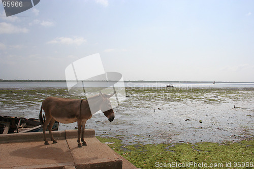 Image of DONKEY AT LAMU ISLAND