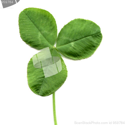 Image of Shamrock