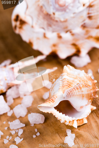 Image of sea shells and salt 