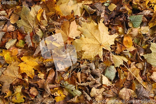 Image of A carpet of autumn leaves